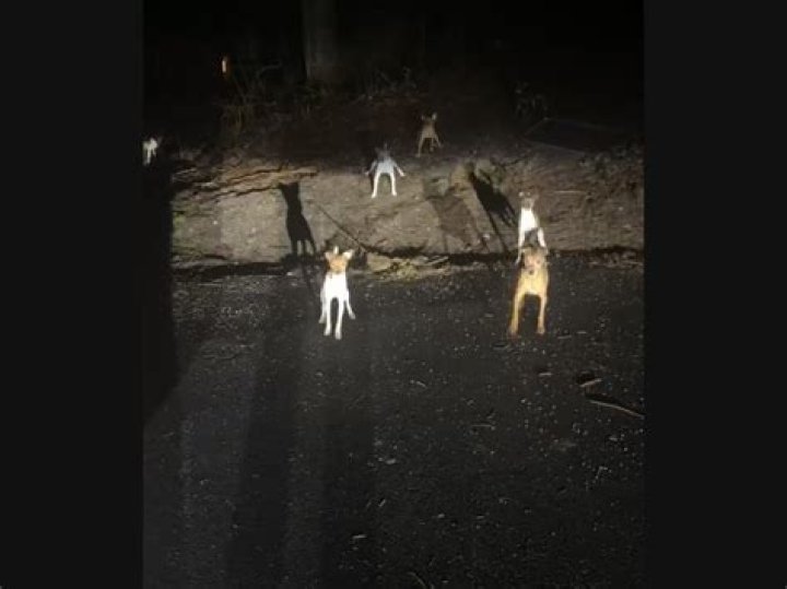 Police said the dogs were stolen by two masked thieves on February 22