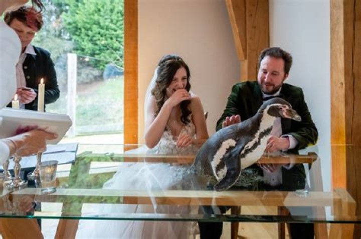 Pringle the Humboldt showed up at Tom and Jen Loveland's wedding in Shropshire