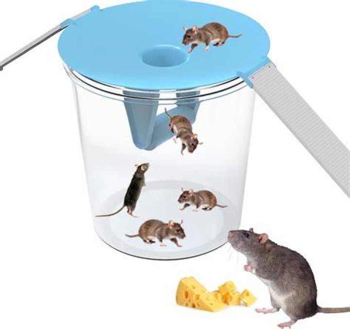 Rats can be compatible with other Rats 