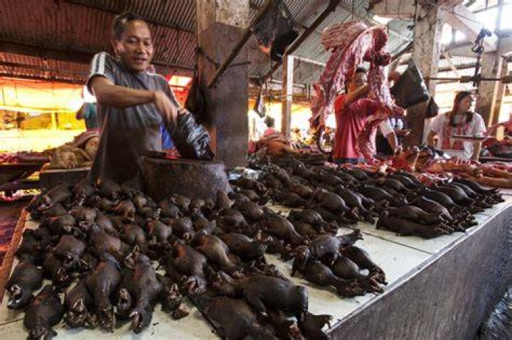  Rats sold at a market in India