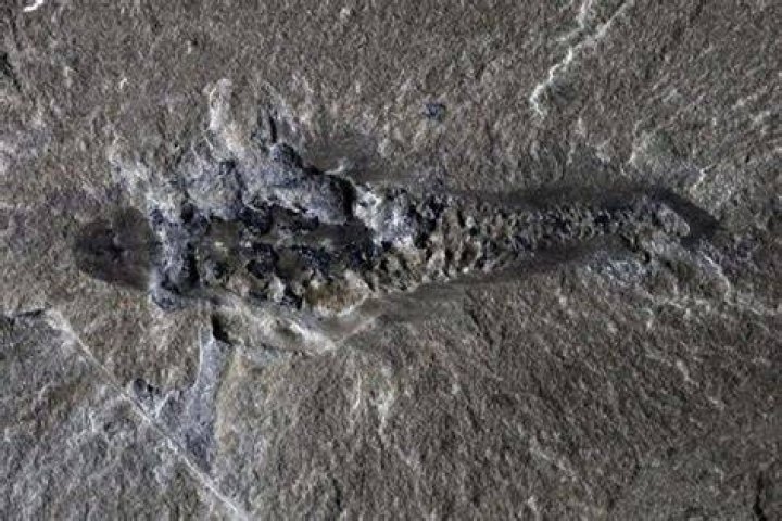 Researchers found the 40ft beast walked with a distinctive 'swinging' rhythm like True Grit legend John Wayne
