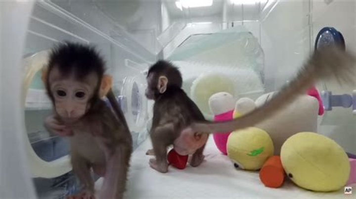 Researchers studied how monkeys react to hemorrhagic fever - which causes bleeding and organ failure