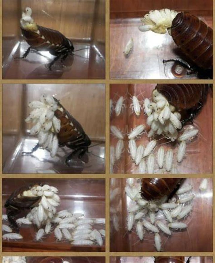 Roaches tend to give birth before dying