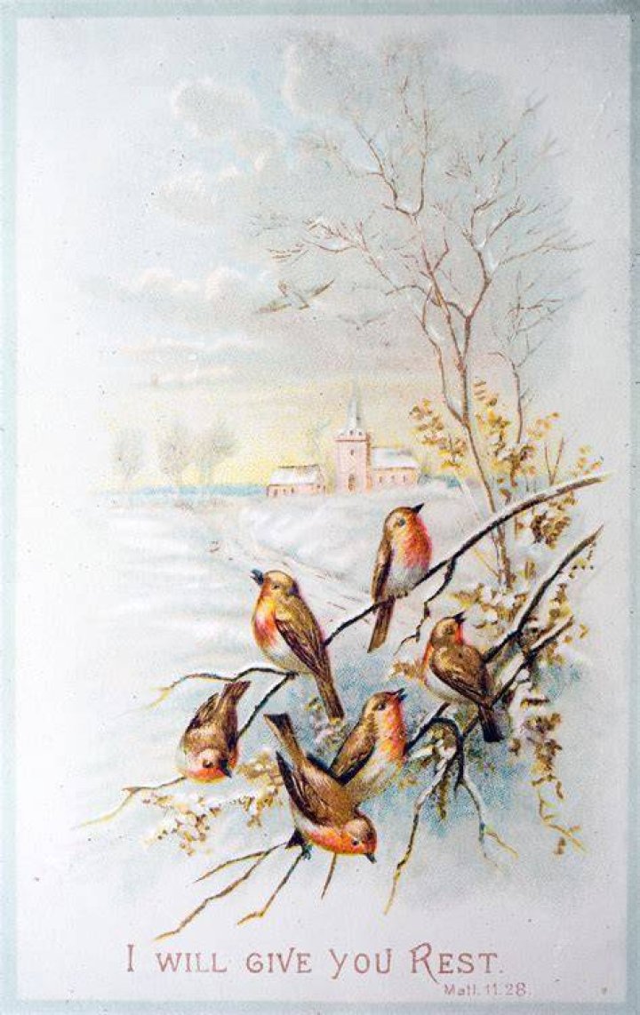 Robins are often associated with Christmas, and these two had a perilous journey one year