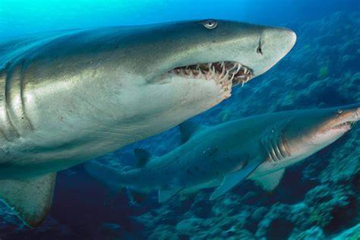 Sand tiger sharks are able to use their entire mouths to attack and eat their prey