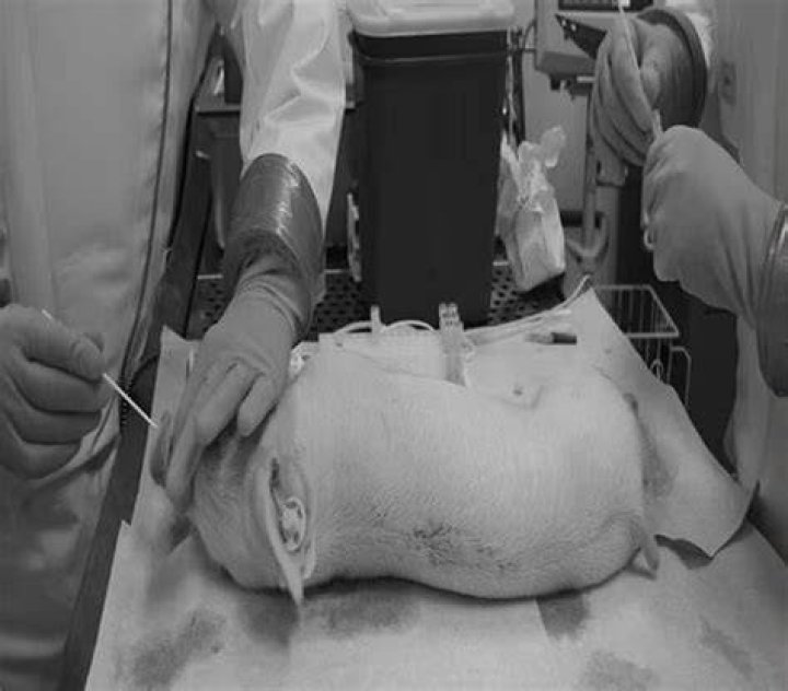 Scientists proposed infecting piglets with Ebola - a virus with a death rate of up to 90 per cent