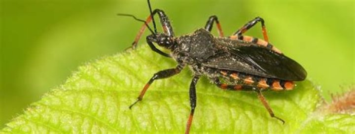 Scientists warn the contagious bug could one day trigger a pandemic dubbed 'The Big One'