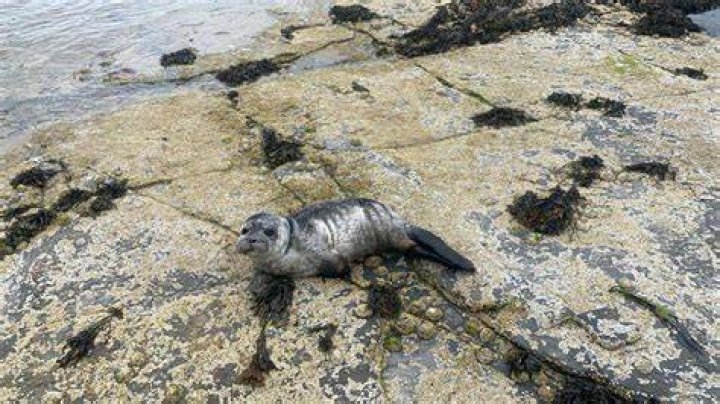 Seal Rescue Ireland, which last saw him, is now confident he will survive his adventure
