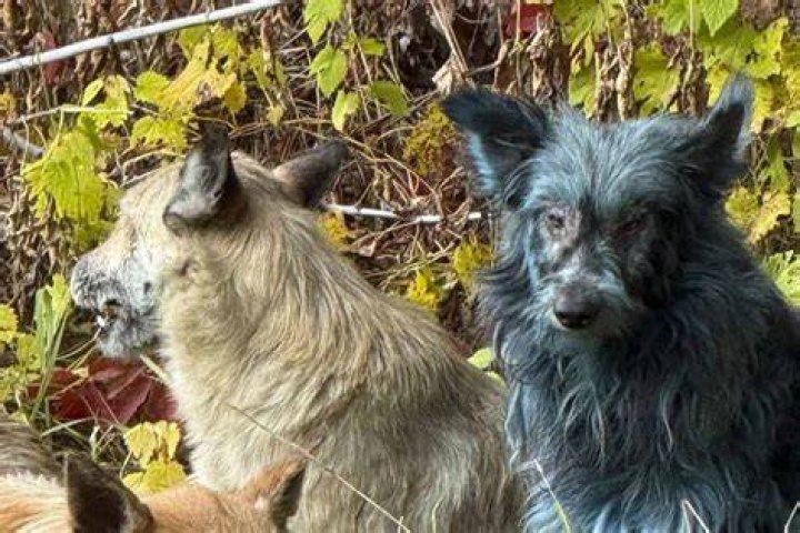 She explained that the dogs are often put through unethical breeding