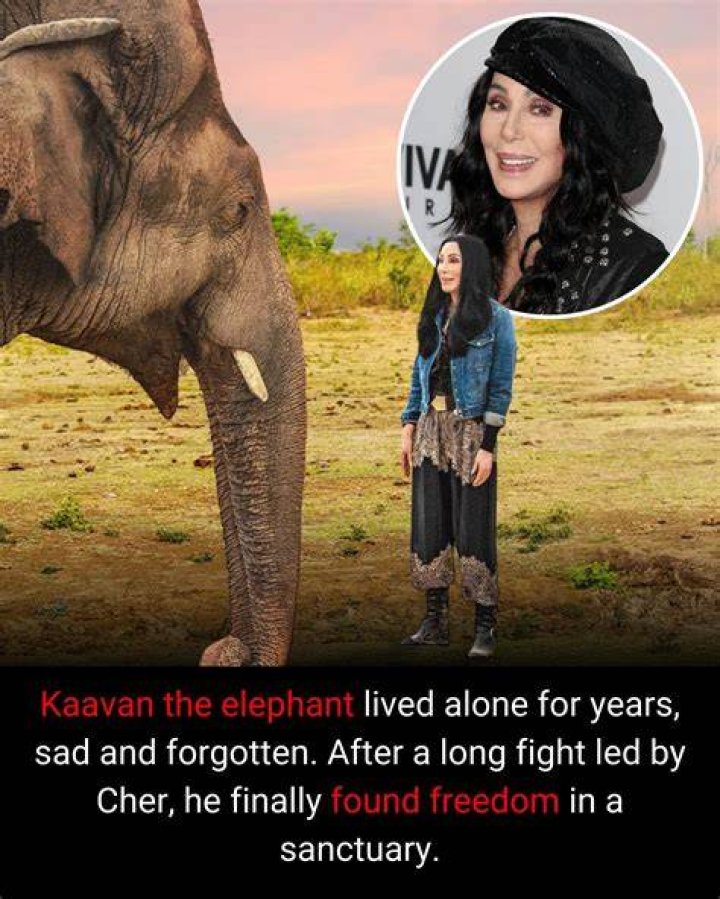 She helped liberate Kaavan, the 'world's loneliest elephant', from a zoo last year