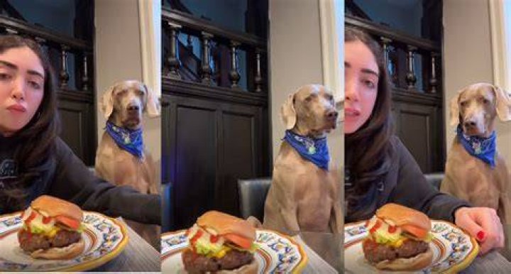She recorded her dog resting on a couch while wrapped in a blanket