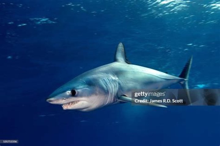 Shortfin mako shark (stock)