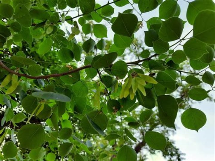 Sissoo trees grow to heights of around 50 feet and can spread as wide as 40 feet