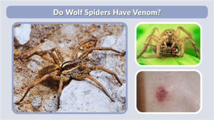 Spiders do not remember you