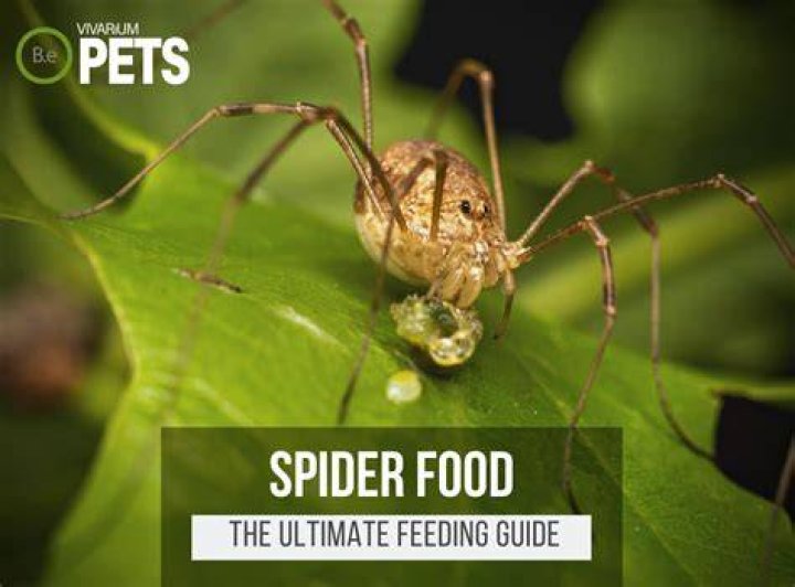 Spiders have a liquid diet