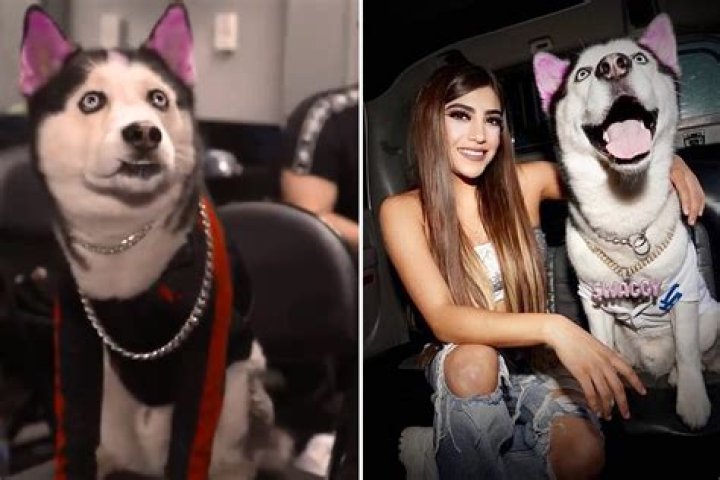  Swaggy Wolfdog took over the KSI vs Logan Paul rematch wearing a Puma jumper and gold chain