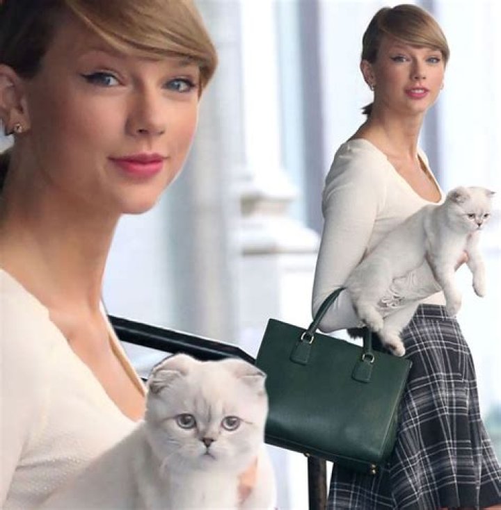 Taylor Swift - cat purse