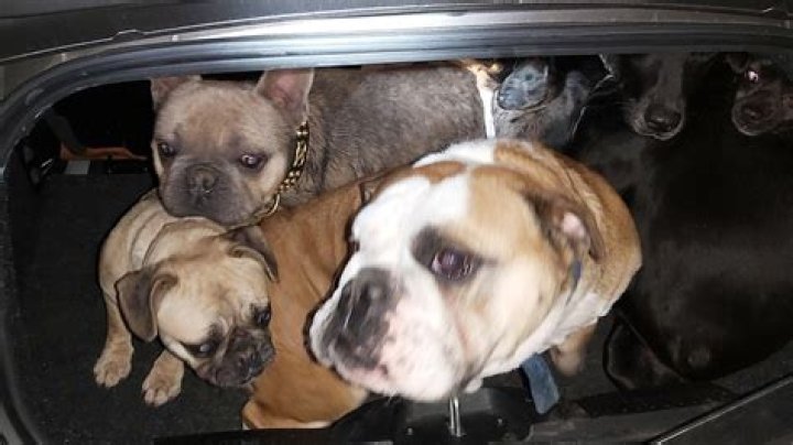 Ten dogs are are stolen in the UK every day