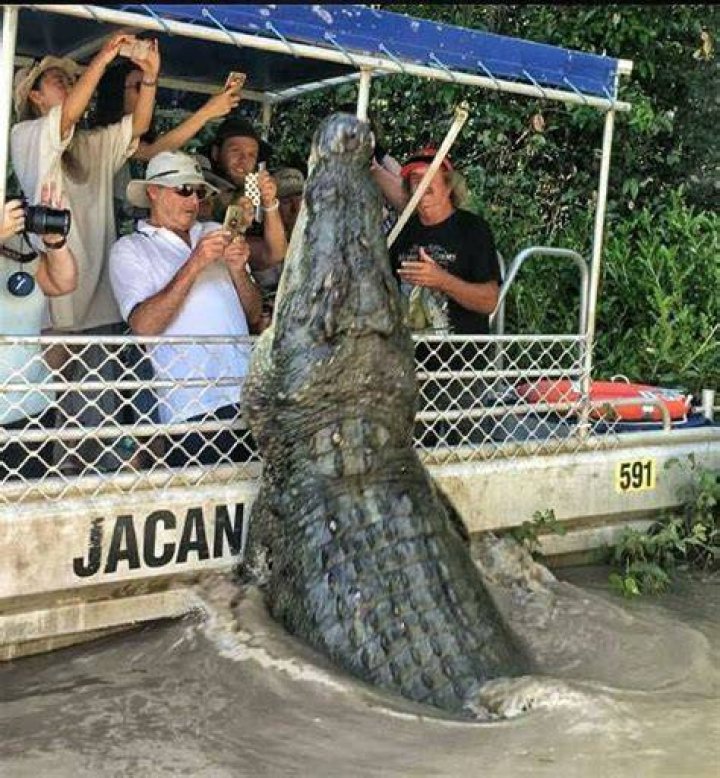 The 16ft croc was lying in front of Matt Wright