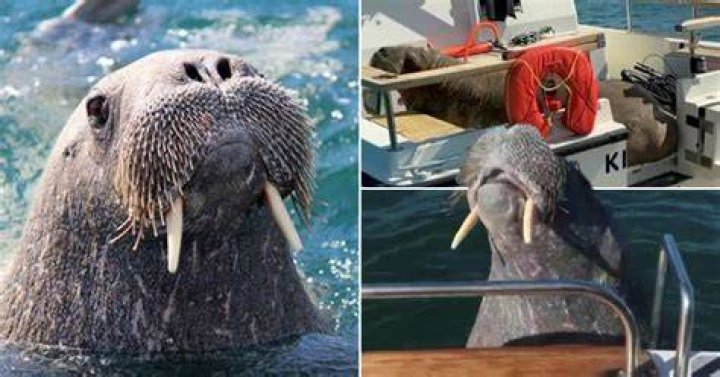 The 2,000lb walrus - believed to have got lost in March after dozing off on an ice sheet floating south &mdash; has reached Iceland