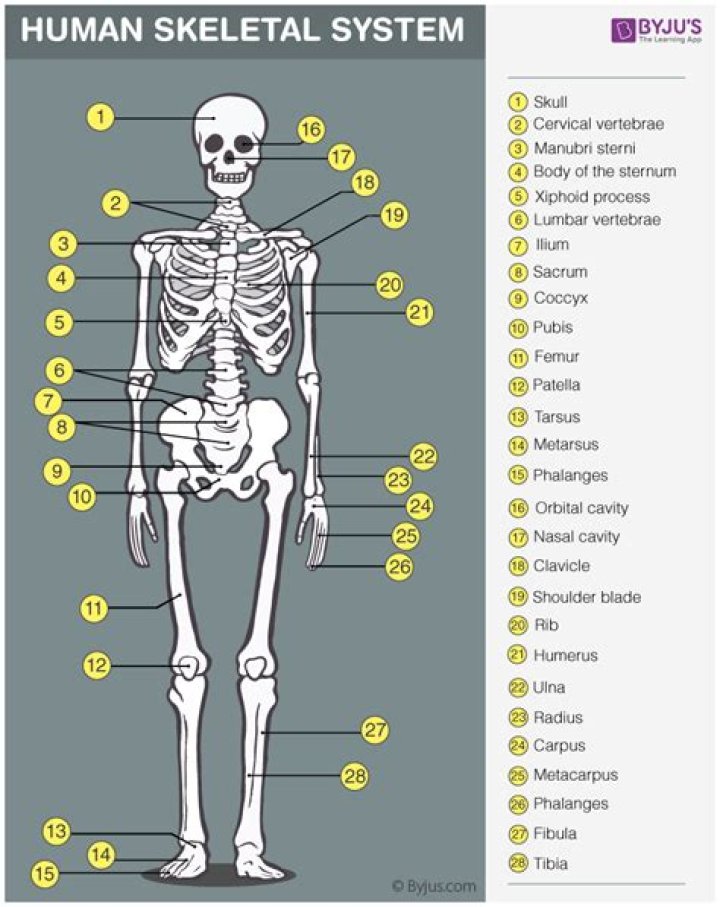  The 21 bones of the most complete skeleton can be seen here
