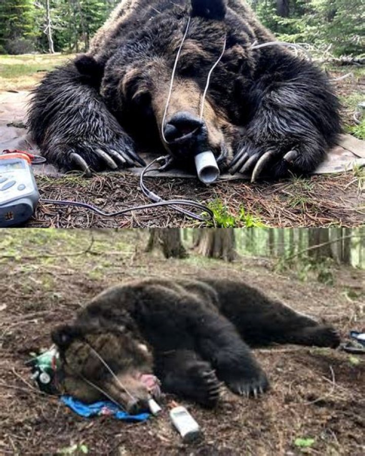The 417lb grizzly had learned to seek human food when it tore into Lokan's tent and severed her neck and spine