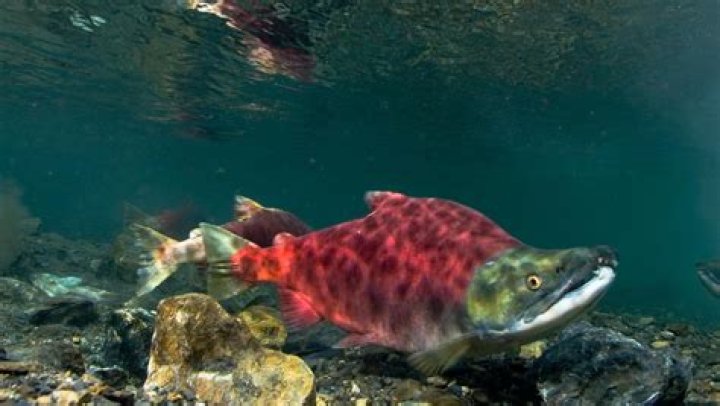 The Alaskan Sockeye Salmon was a few cents cheaper at Walmart