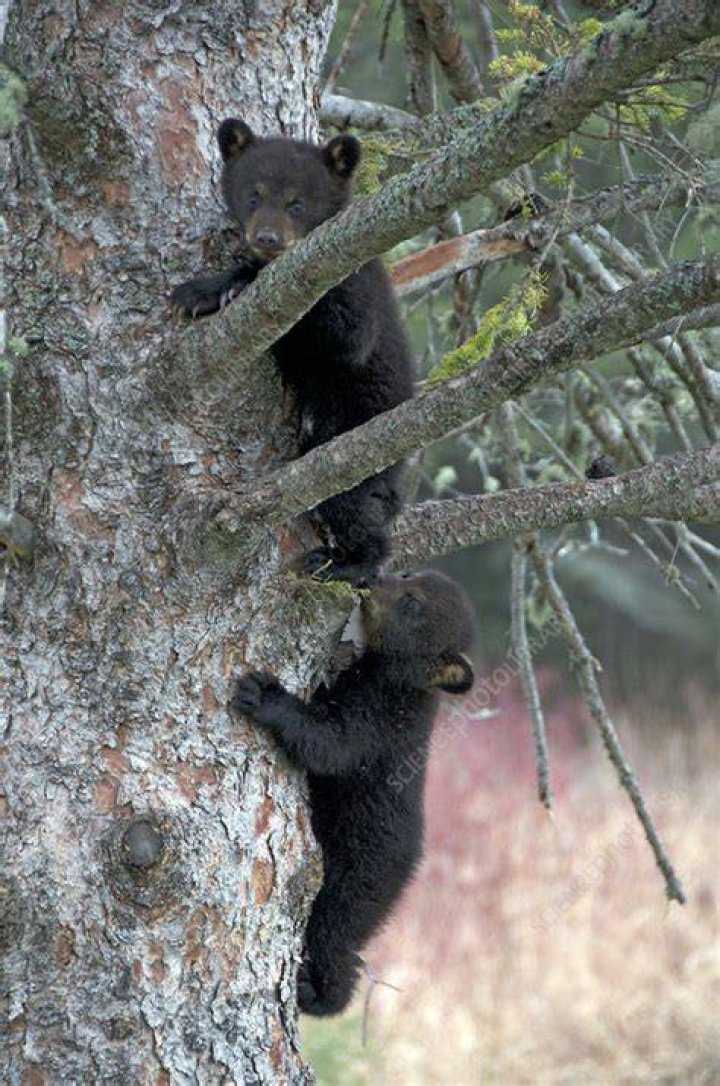 The American Black Bear siblings play after eating