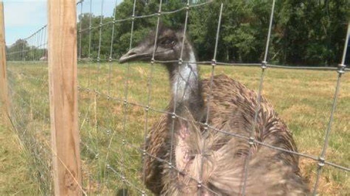 The animals escaped the fenced-in garden and fatefully fled to the interstate