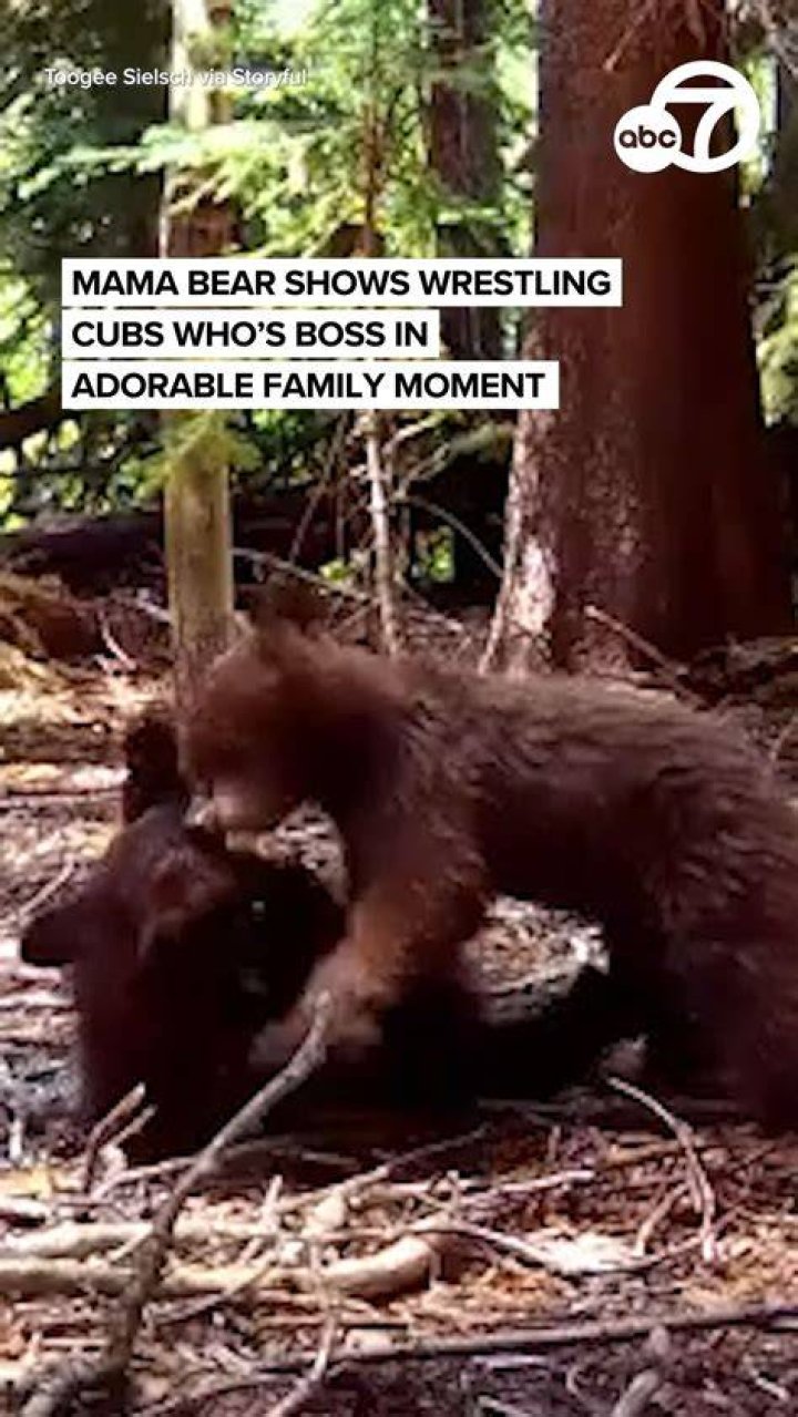 The bear cubs wrestled in a field while their mother grazed close by