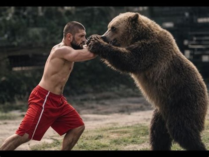 The bear Khabib wrestled in 2015 returned for a rematch three years later