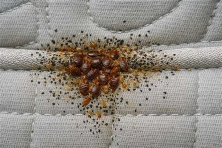 The bed bugs were an inch deep under a mattress in the Sun City home