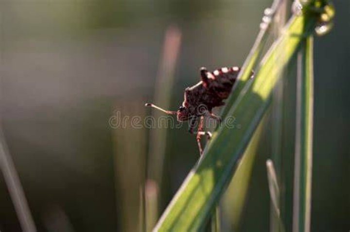  The beetle was squeezed out of six-year-old SibiKaia Monk's eye