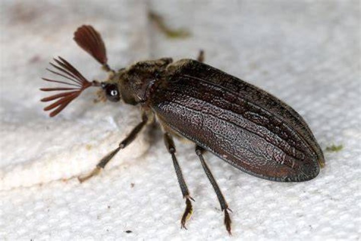  The black cedar beetle crawled along the girl's eyeball for nine hours