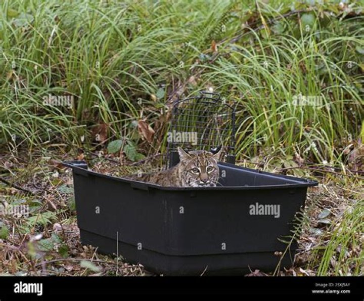 The bobcat was eventually released back into the wild by the conservation warden