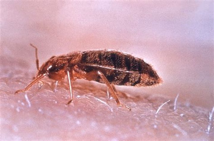 The bugs took over an entire floor and wall in the Scottsdale home