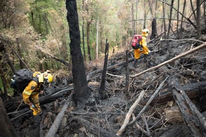 The bushfires came dangerously close to the giraffes at Mogo Zoo