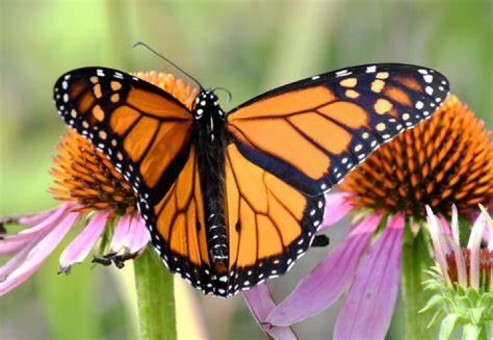 The butterfly is recommended by the expert