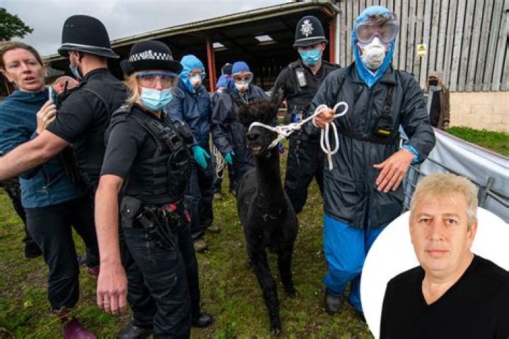 The Callous government used Geronimo as sacrificial lamb for their vindictive badger cull, says Rod Liddle