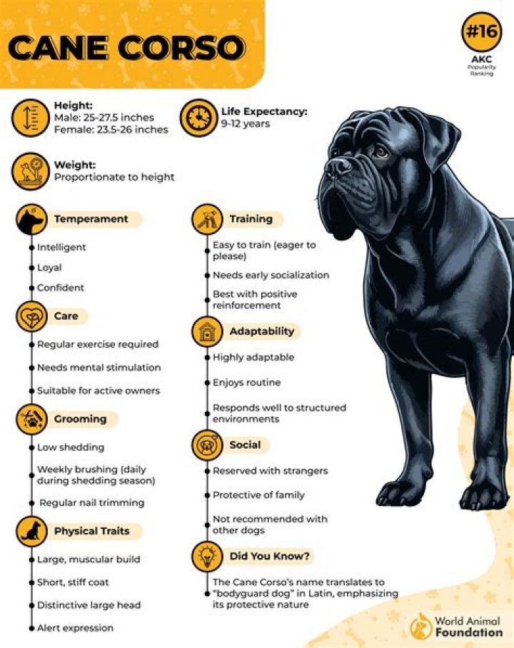 The Cane Corso was said to be a 'beautiful' dog by the expert