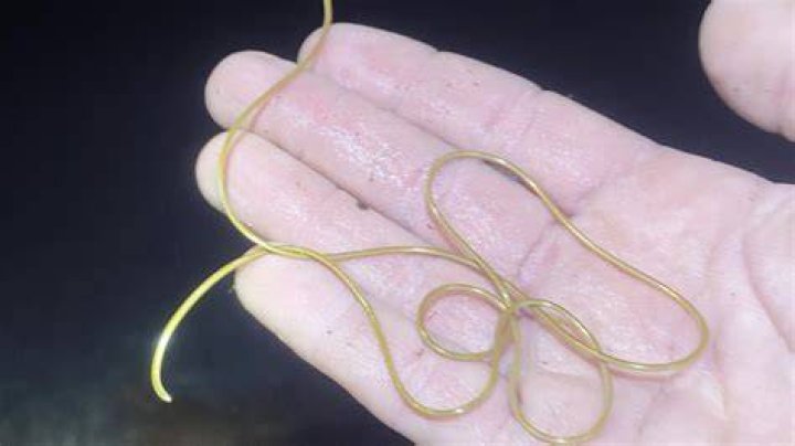 The creatures are nightmarish horsehair worms
