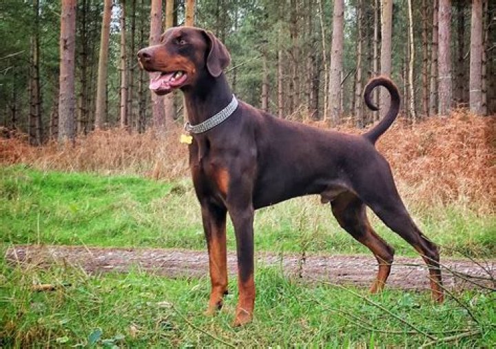 The Doberman appeared inisde the living room of Kendall's mansion