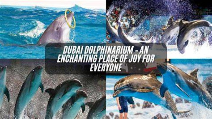 The dolphin is arguably everyone's favourite sea creature