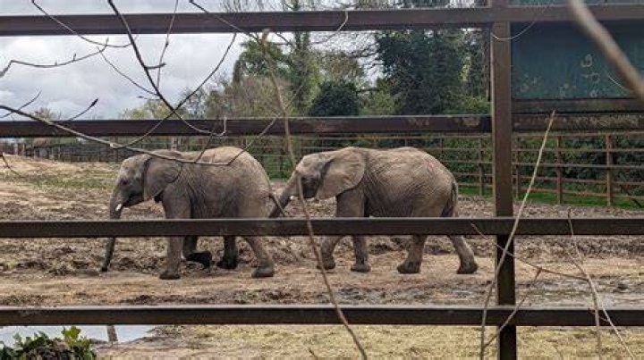 The elephants at Howletts Wild Animal Park enjoy idyllic conditions