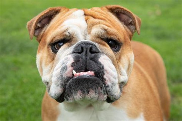 The English bulldog was the most expensive for vet bills, according to Dr Christman
