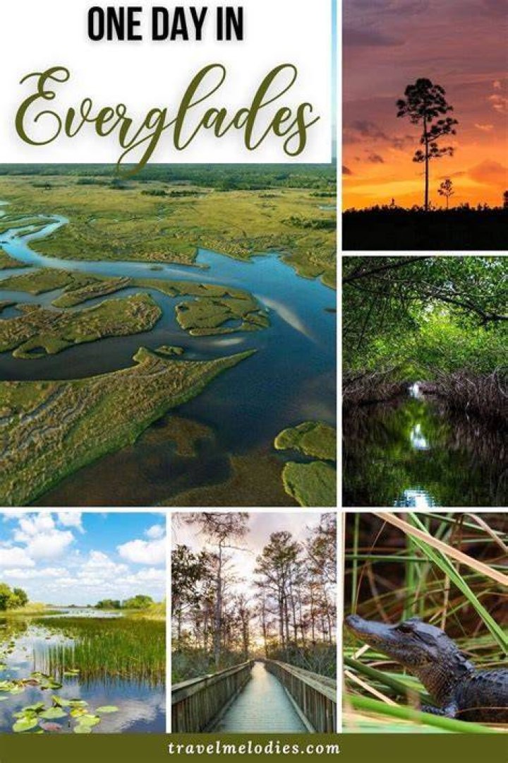  The Everglades is one of Miami's most famous tourist attractions