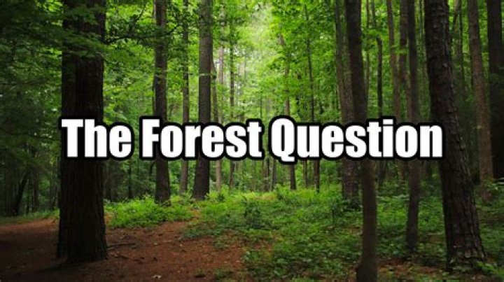 The Forest Question became a hit in July 2022 after TikToker,&nbsp;julieandcorey, posted a video
