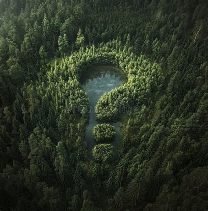 The Forest Question going viral on TikTok
