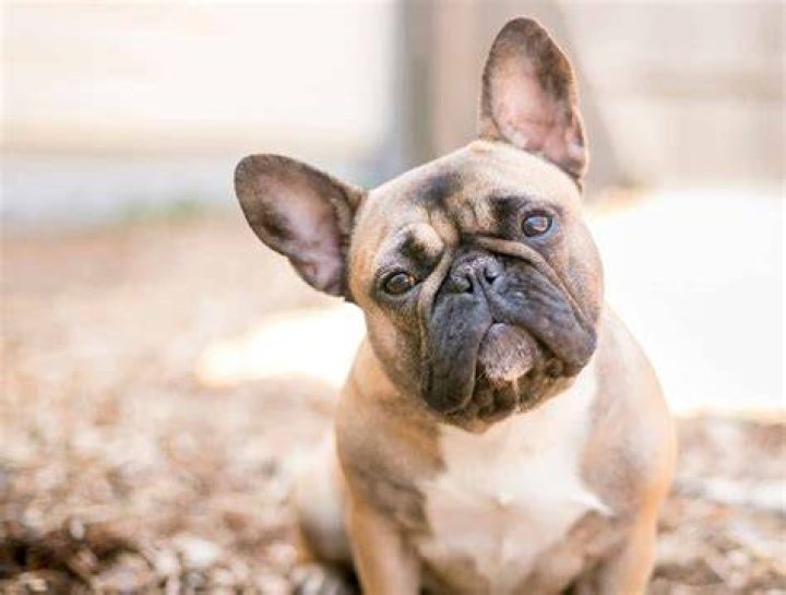 The French bulldog came in fourth place