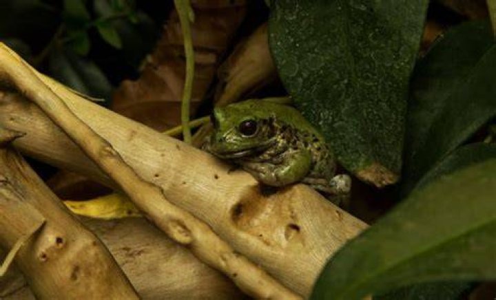 The frog has now been rescued and released into her neighbour's garden